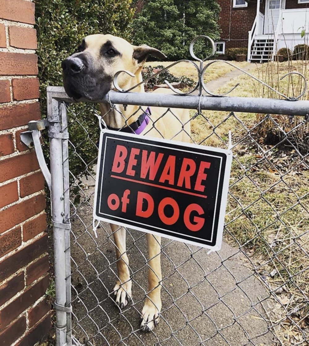 Знак "осторожно! Злая собака"