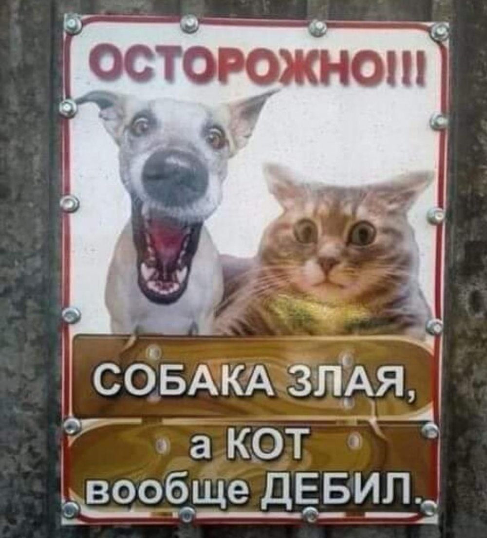 Осторожно злая собака а кот вообще дебил табличка