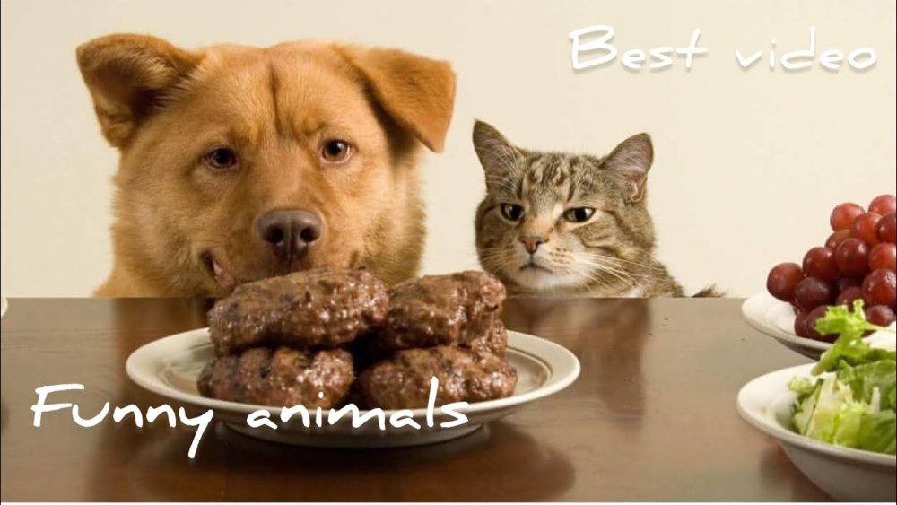 Собака и кошка кушают