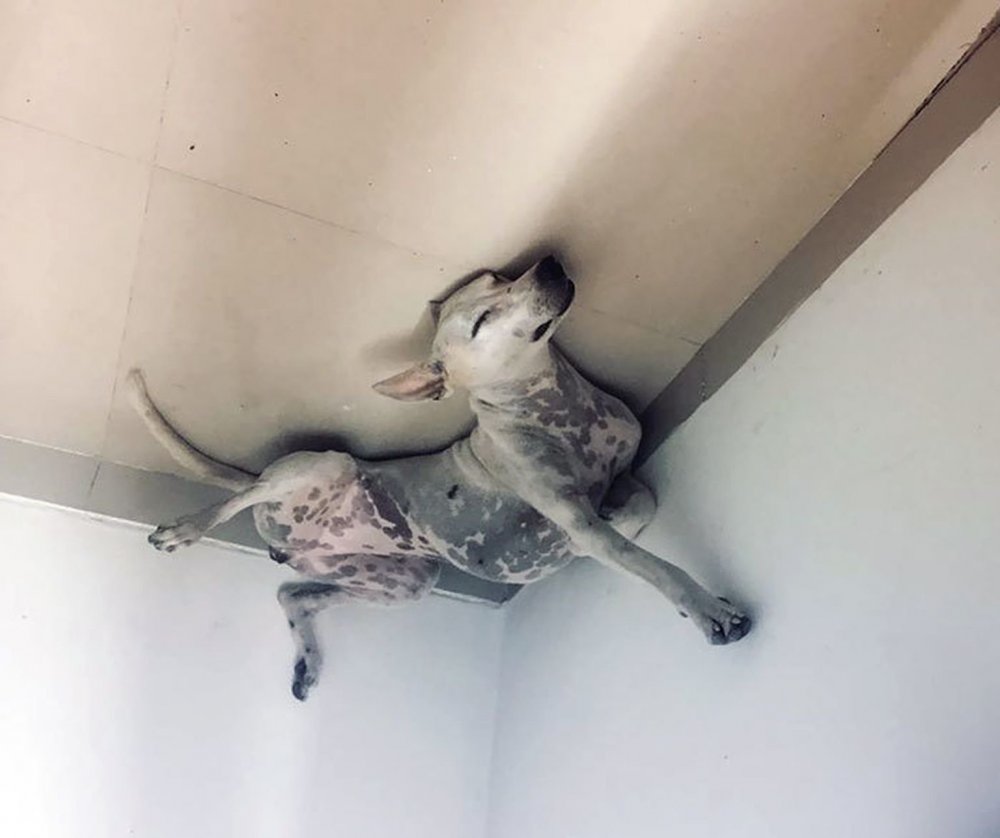 Фотопечать кот на потолке