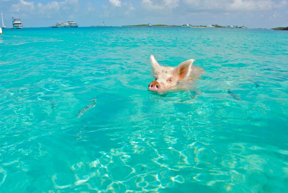 Свинья на море