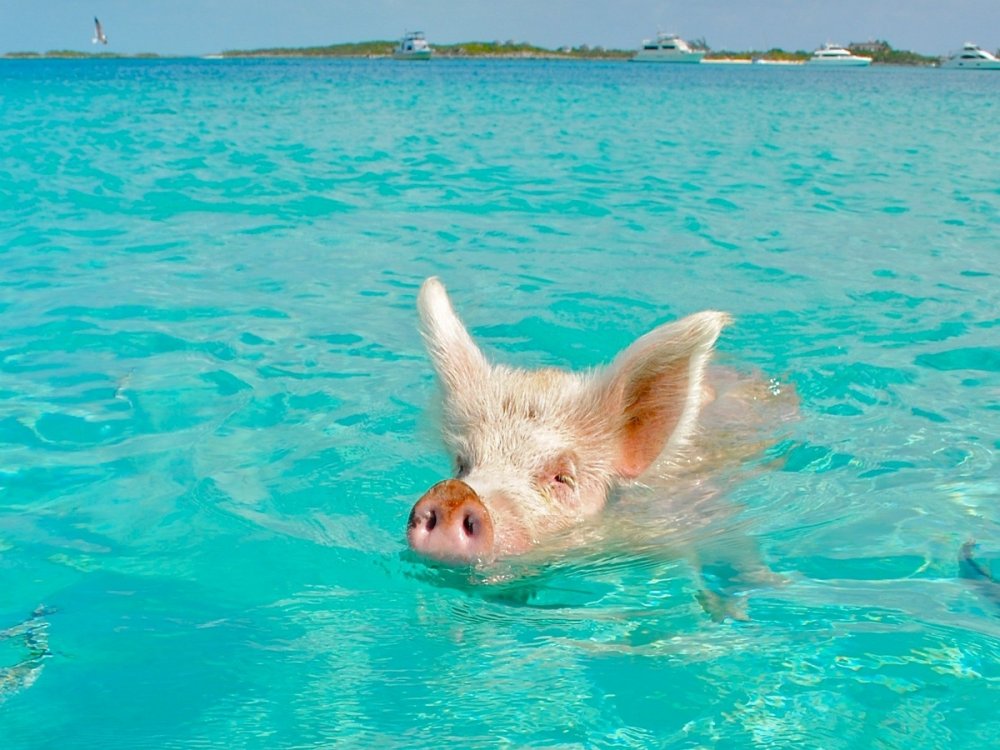Багамские острова свинки