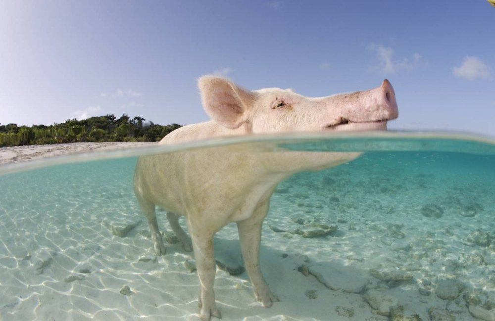 Свиньи на пляже Багамы
