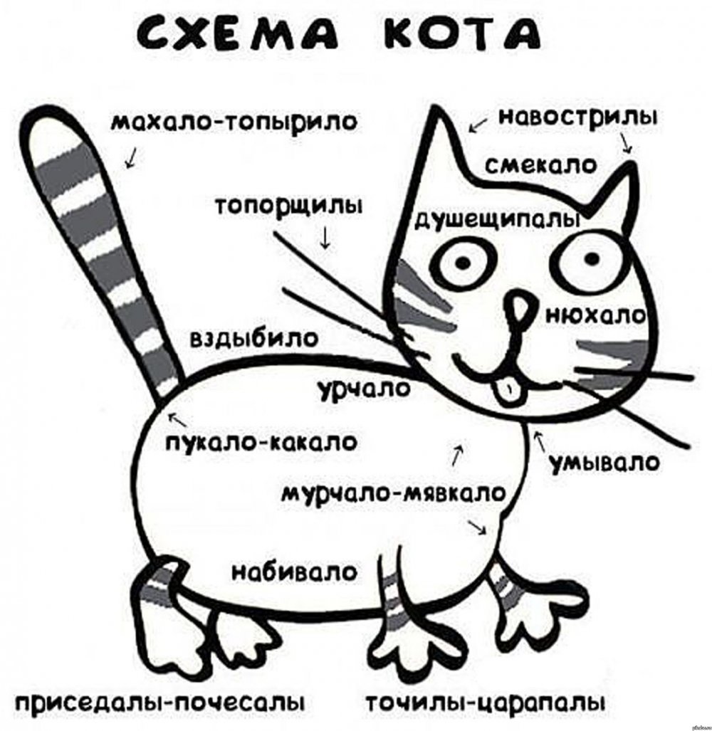 Схема кота