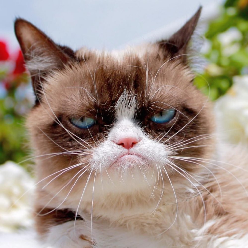 Сердитый кот Grumpy Cat