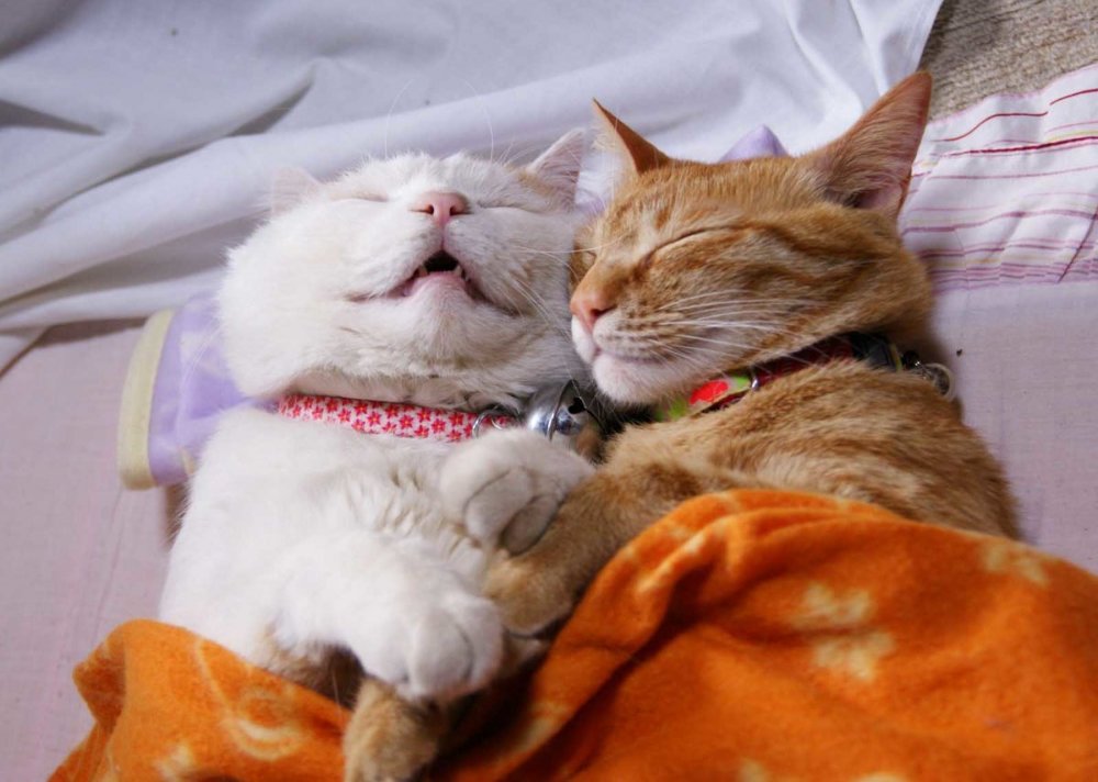 Спящие коты смешные