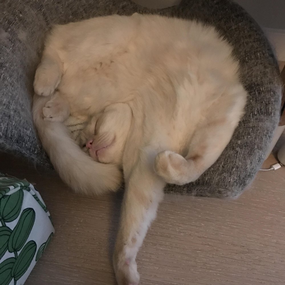 Смешно спящий кот