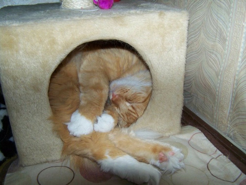 Кот спит в домике