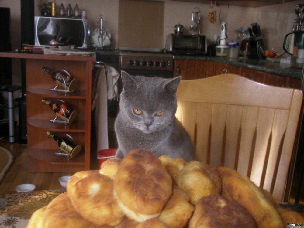 Пироги с котятами прикольные