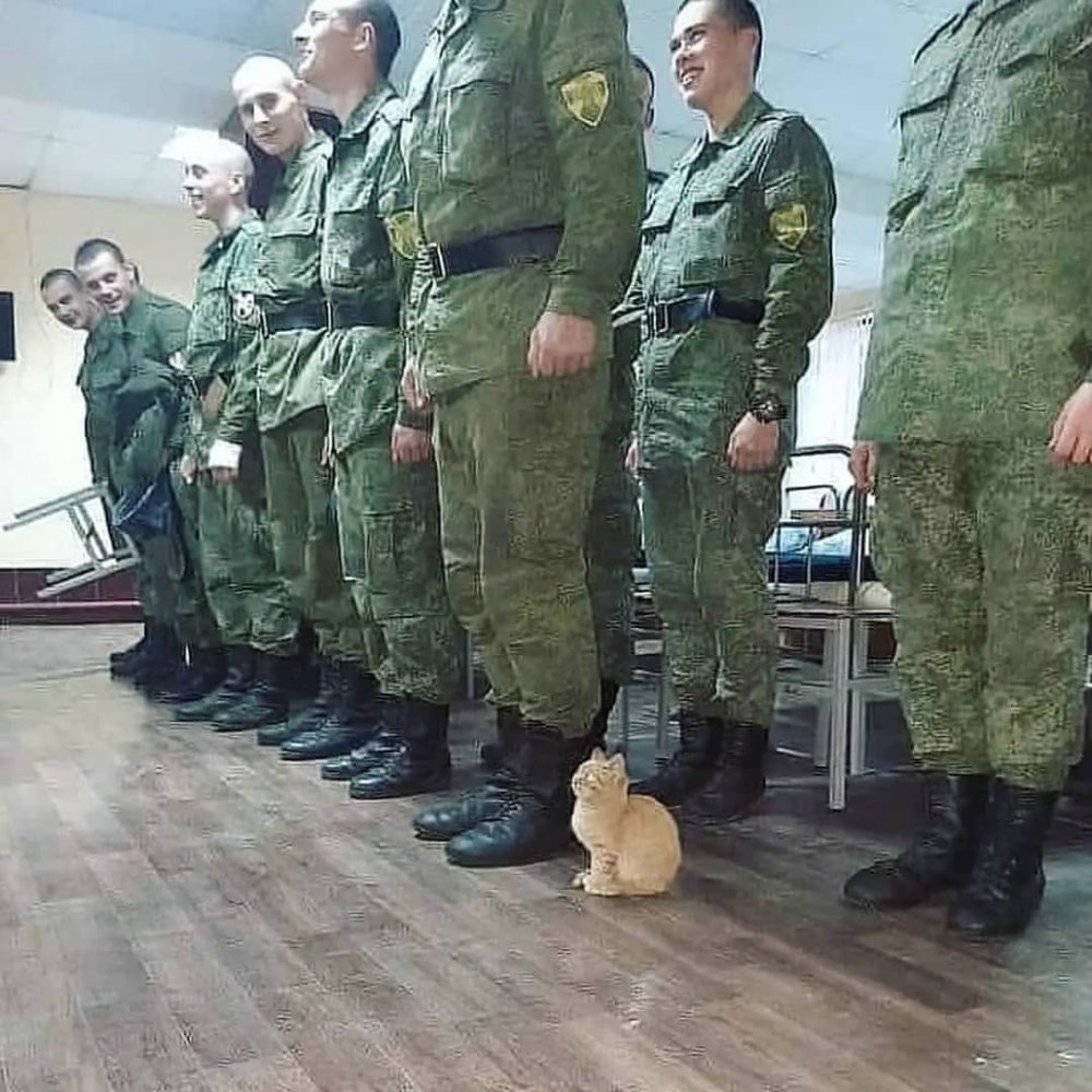 Кот в армии в строю