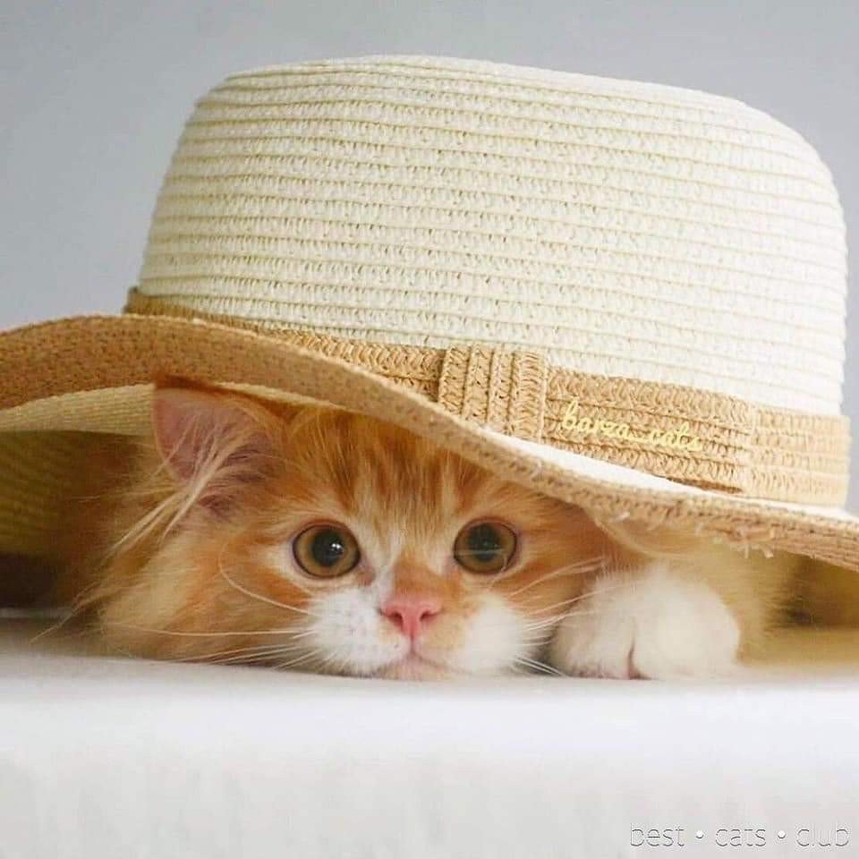 Котенок в шляпе