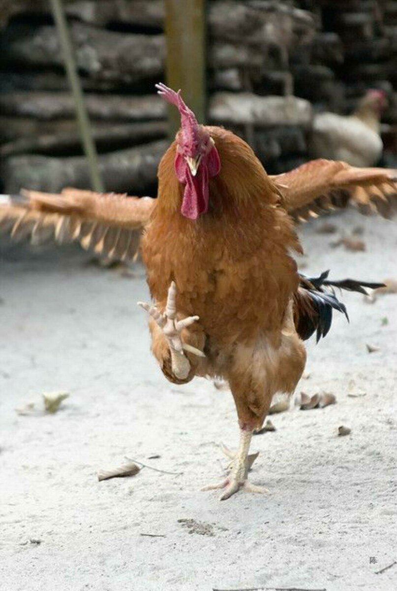 Курица бежит