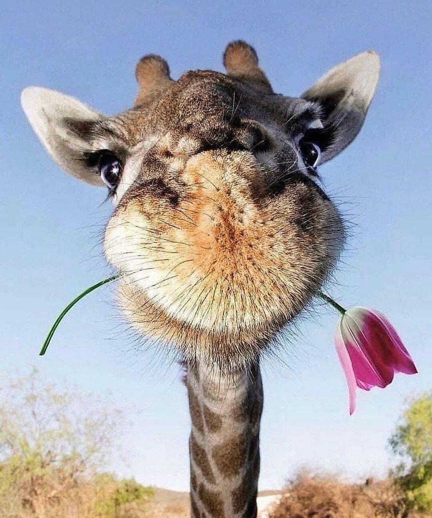 Жирафик с цветочком