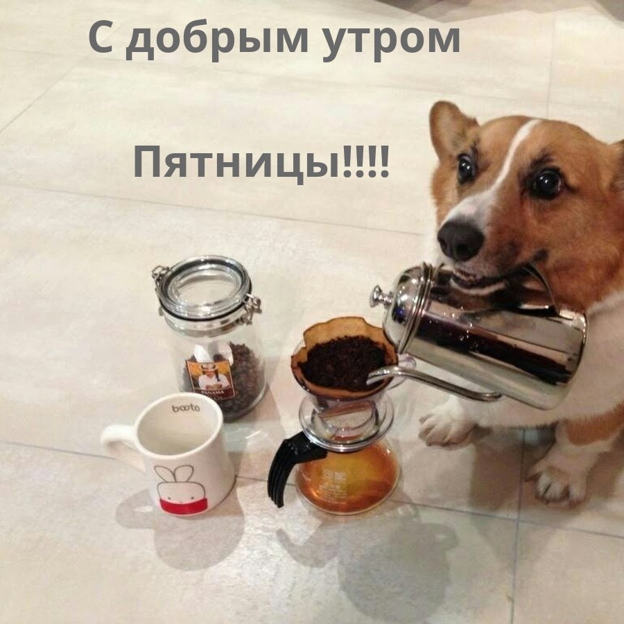 Собака с чаем