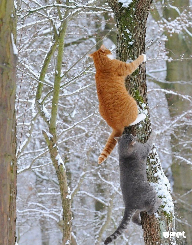 Кот лезет на дерево