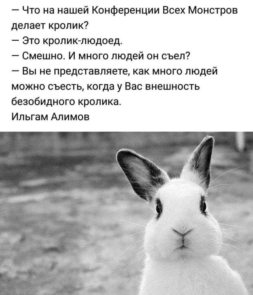 Цитаты про кроликов
