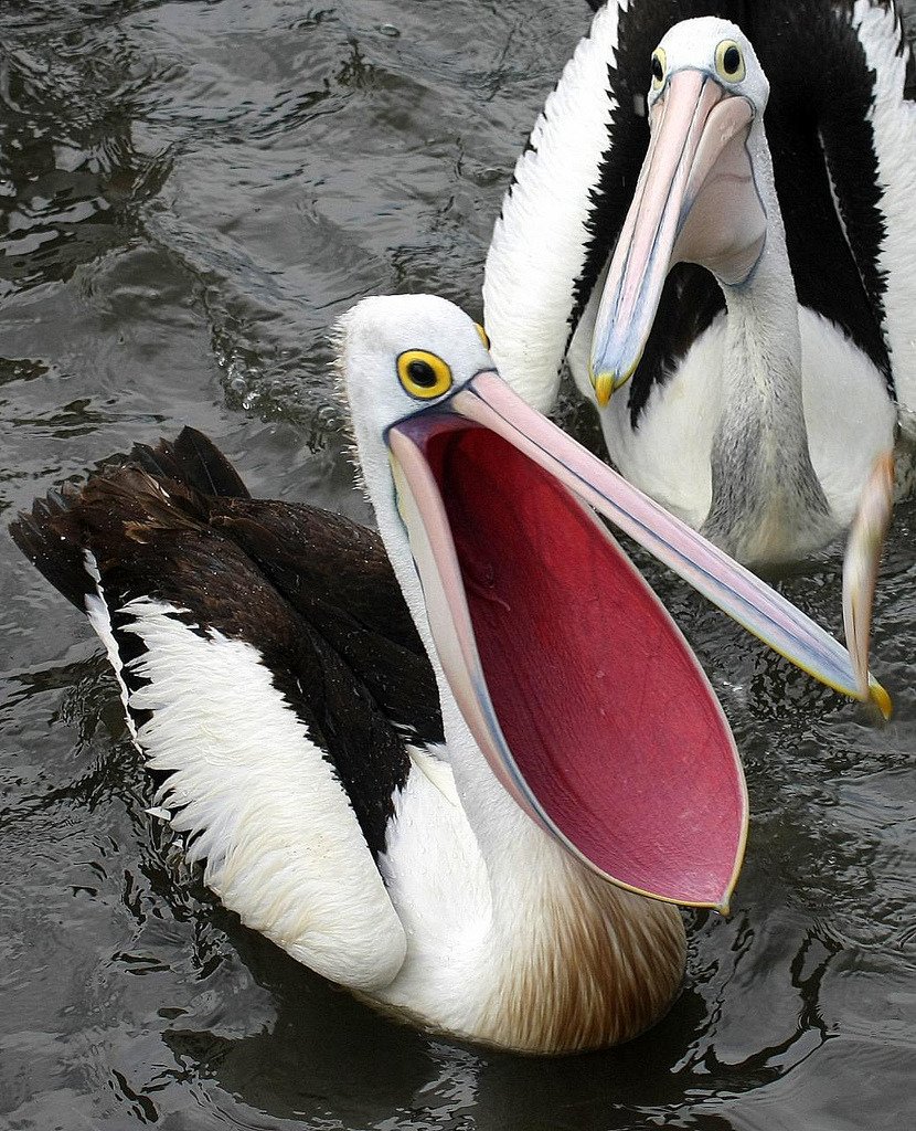 Пеликан открыл рот