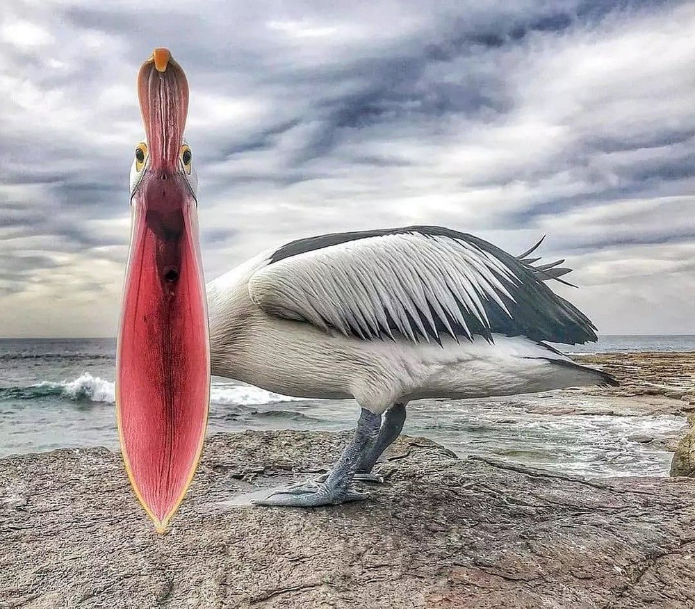 Самый большой Пеликан