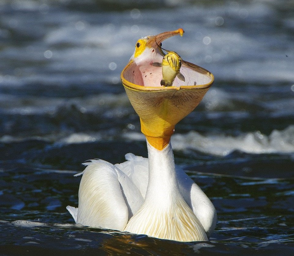 Пеликан ест пеликана