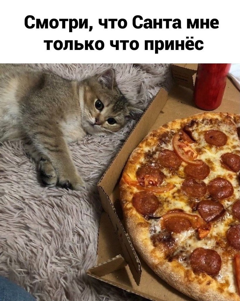 Котенок с пиццей