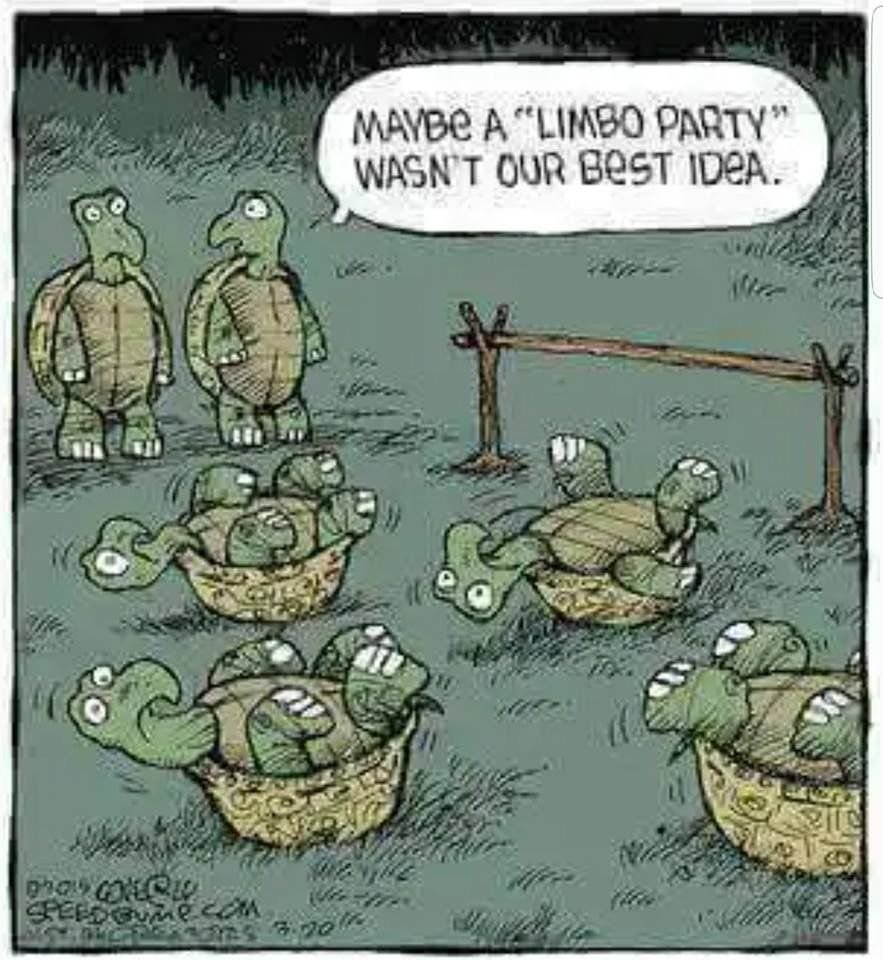 Анекдоты про черепах