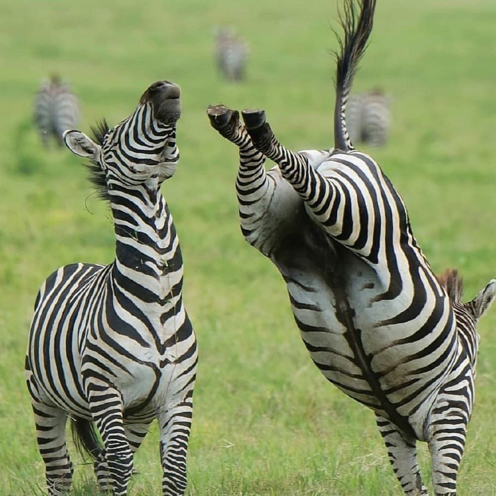 Шутки про зебру