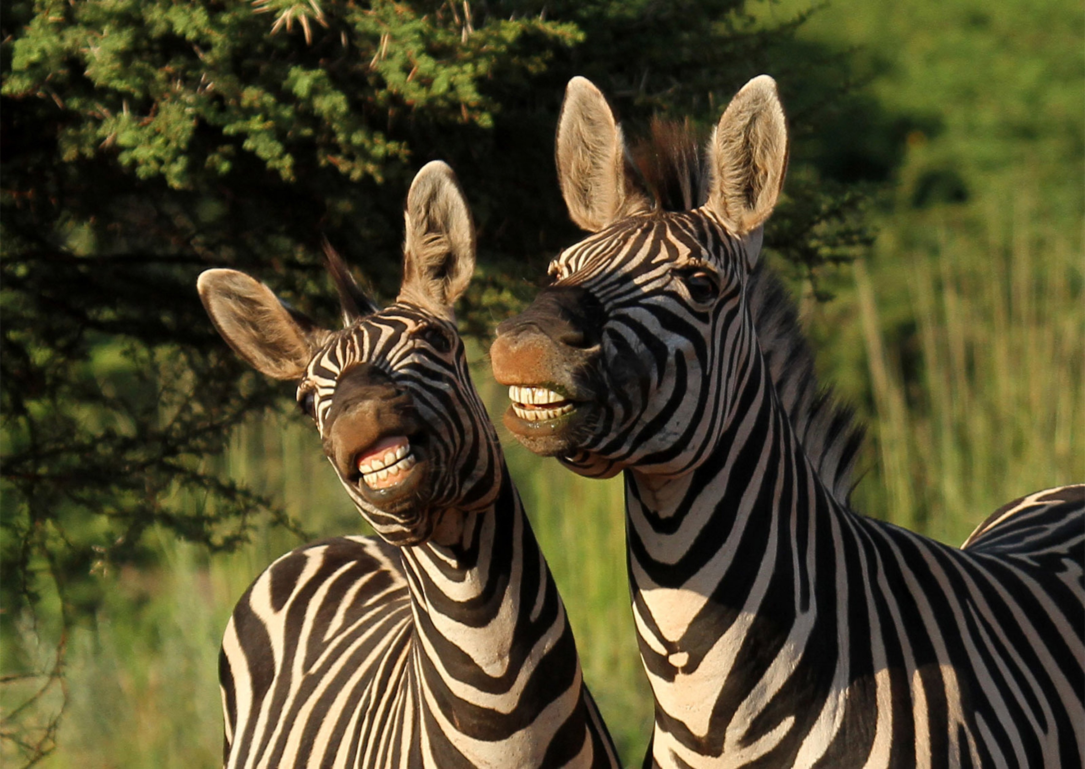 Интересные картинки. Зебра. Смешная Зебра. Необычные зебры. Зебра смеется.