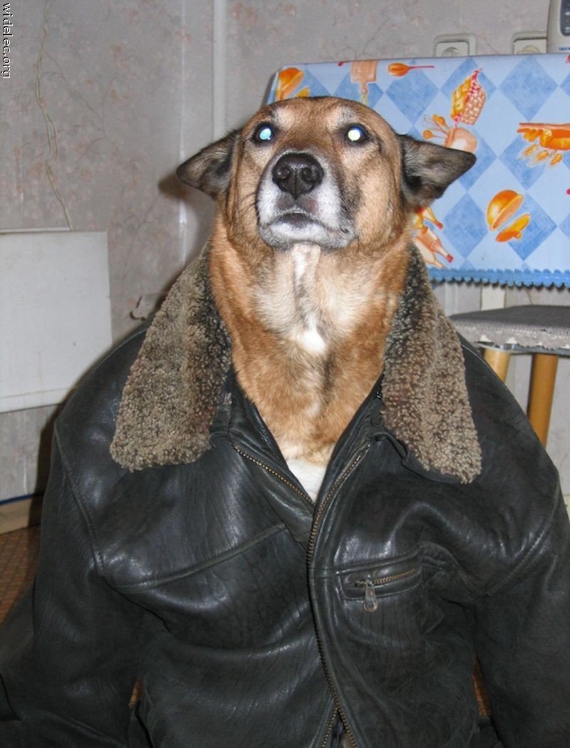 Собака в куртке