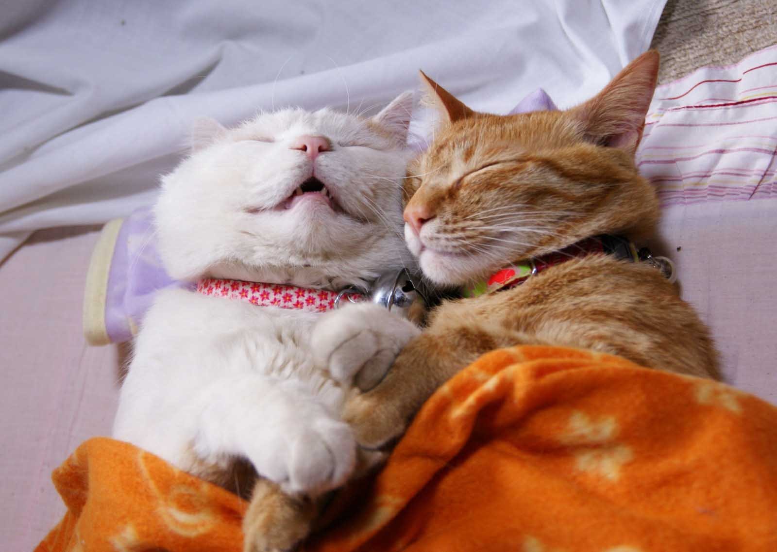 Кошка приходит спать. Спящие коты. Сонная кошка. Два кота. Котики обнимаются.