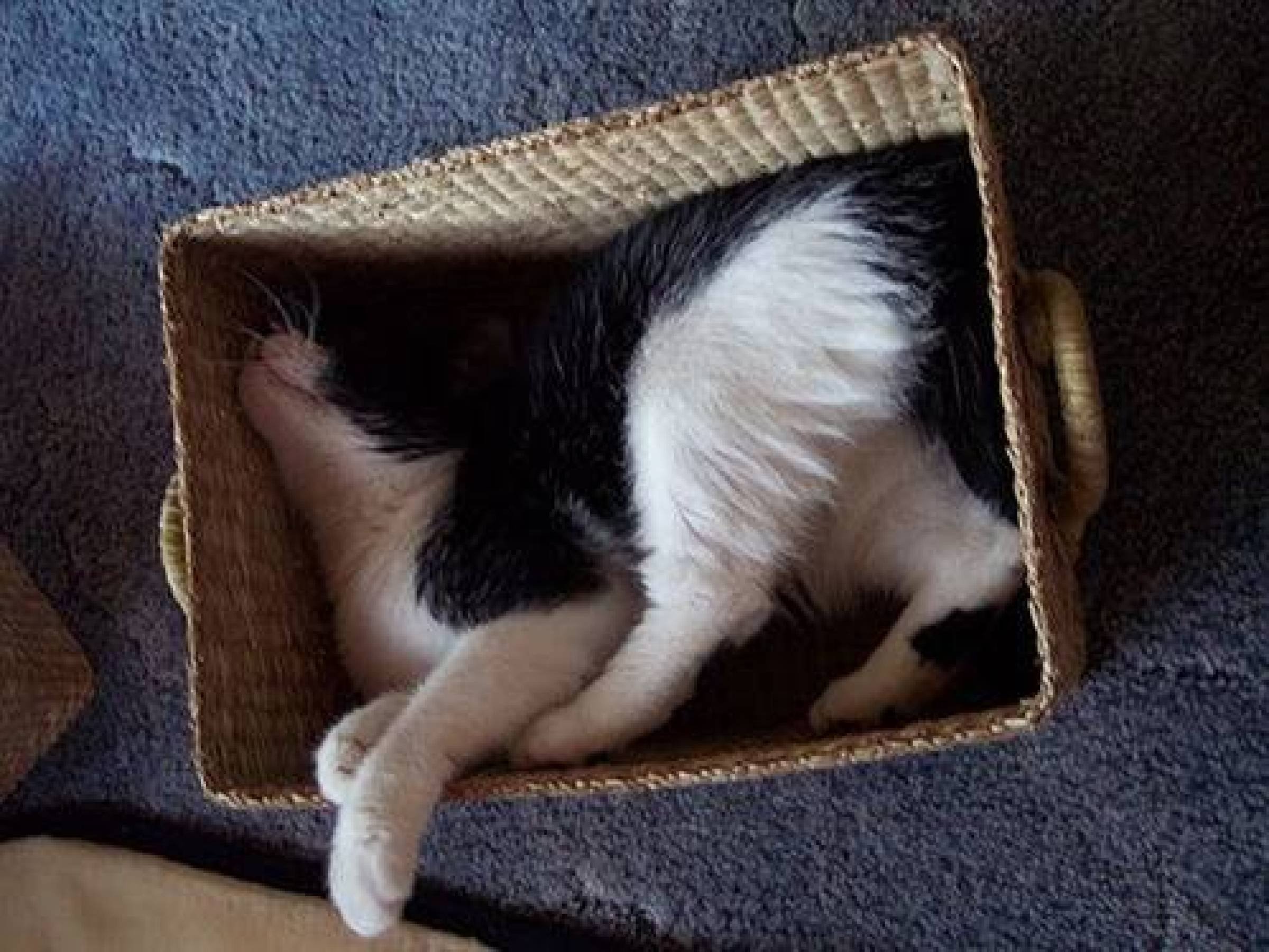 Спать место. Спящие коты в смешных позах. Кот укладывается спать. Кот спит в смешной позе. Смешные коты спят.