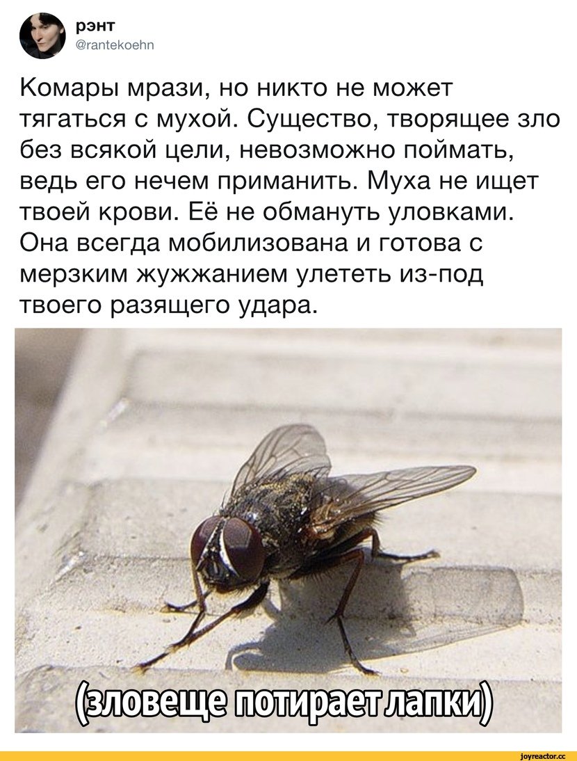 Прикол про муху