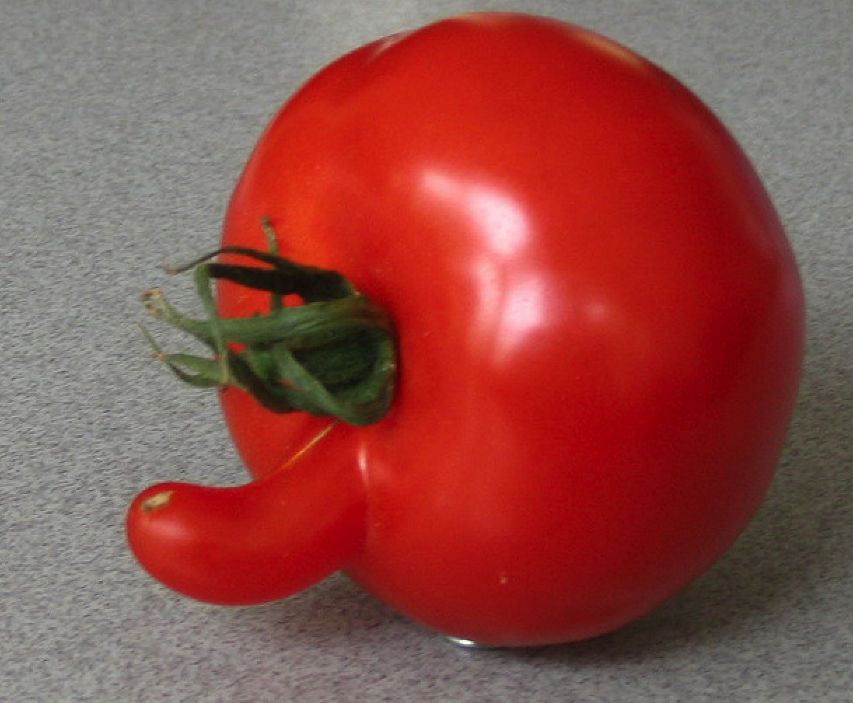 Смешной помидор. Смешной томат. Смешные овощи.