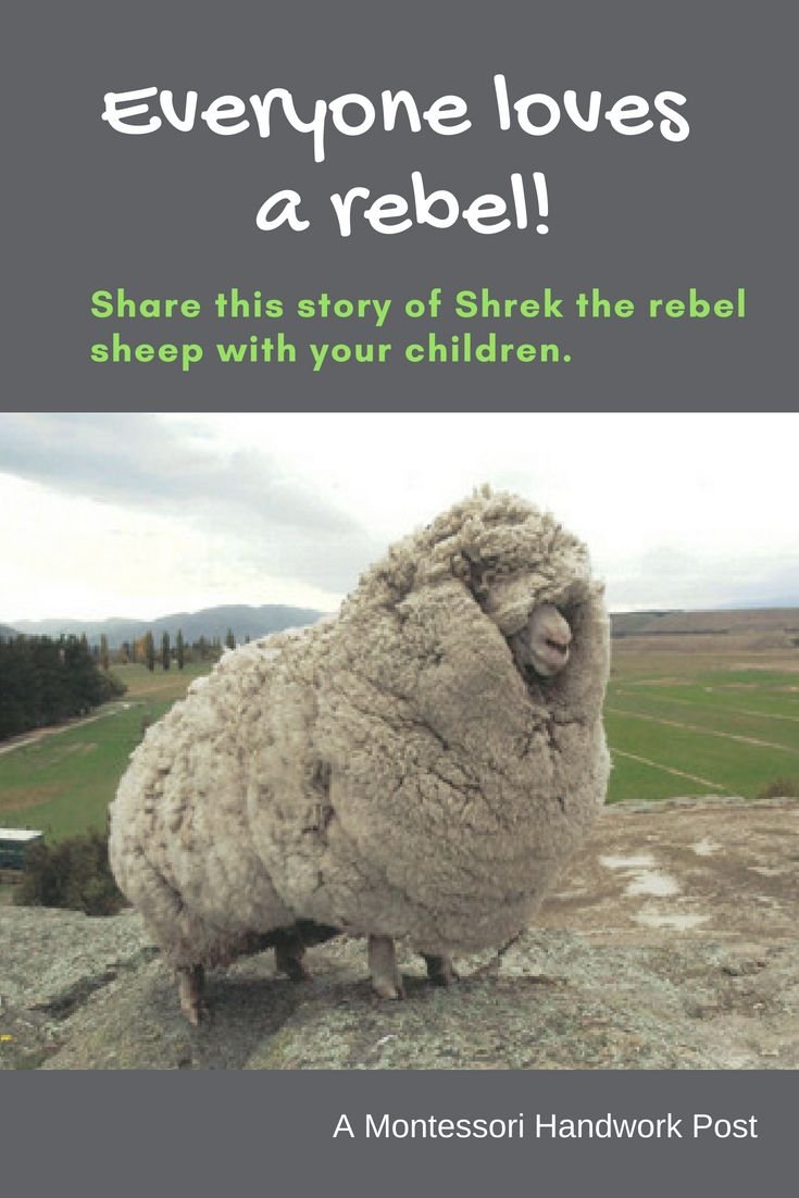 Овца прикол