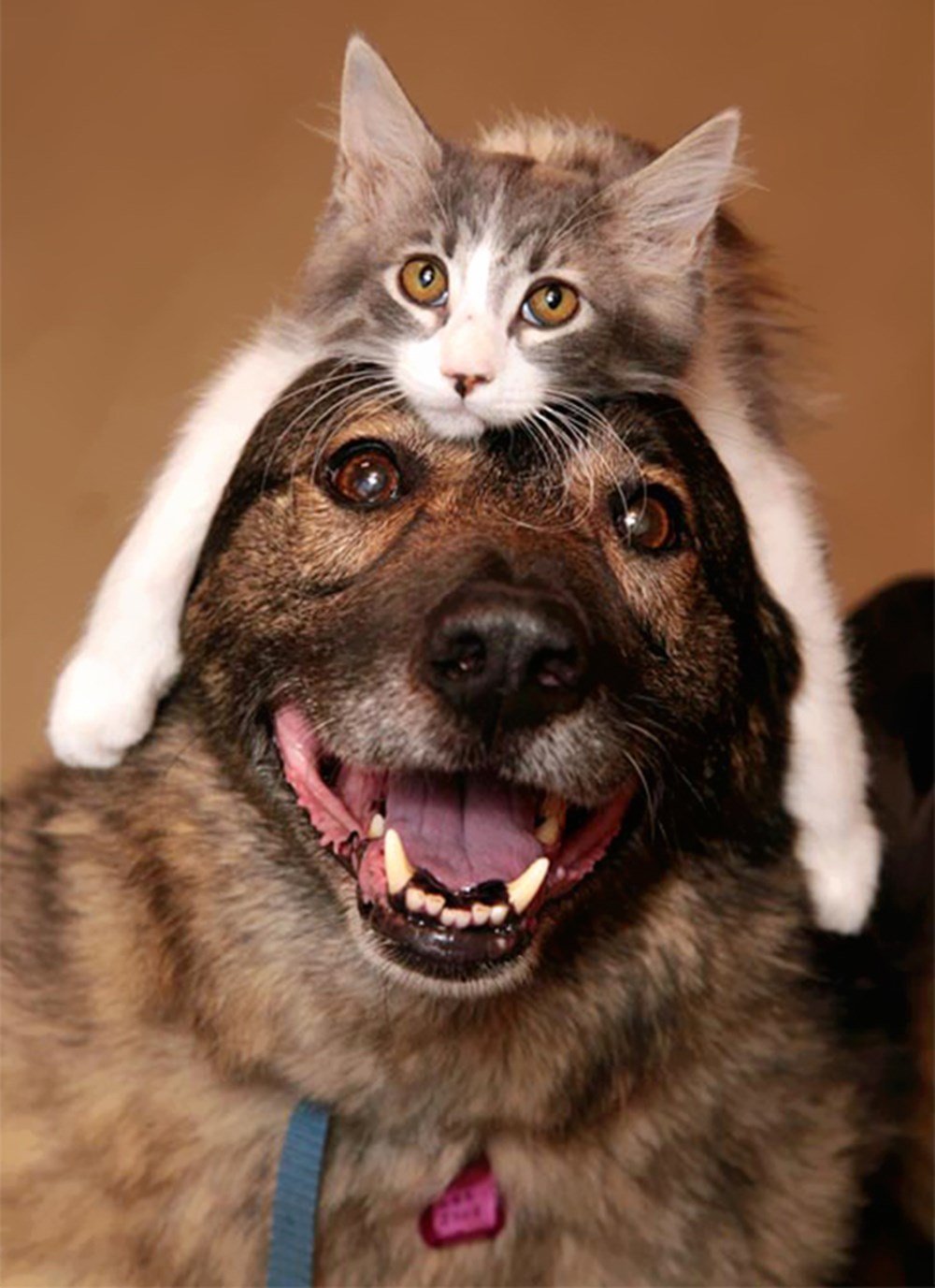 Кот в собаках 2. Кошки и собаки. Забавные коты и собаки. Эмоции животных. Кошки и собаки приколы.