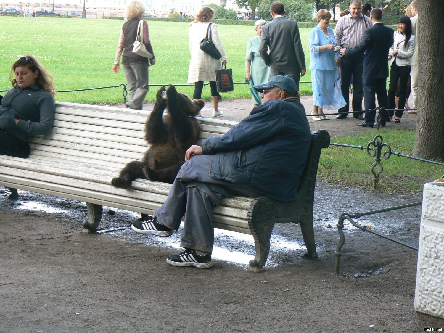 Иностранцы уехали. Медведи на улицах России. Медведь на скамейке. Медведь на улице. Прикольные скамейки.