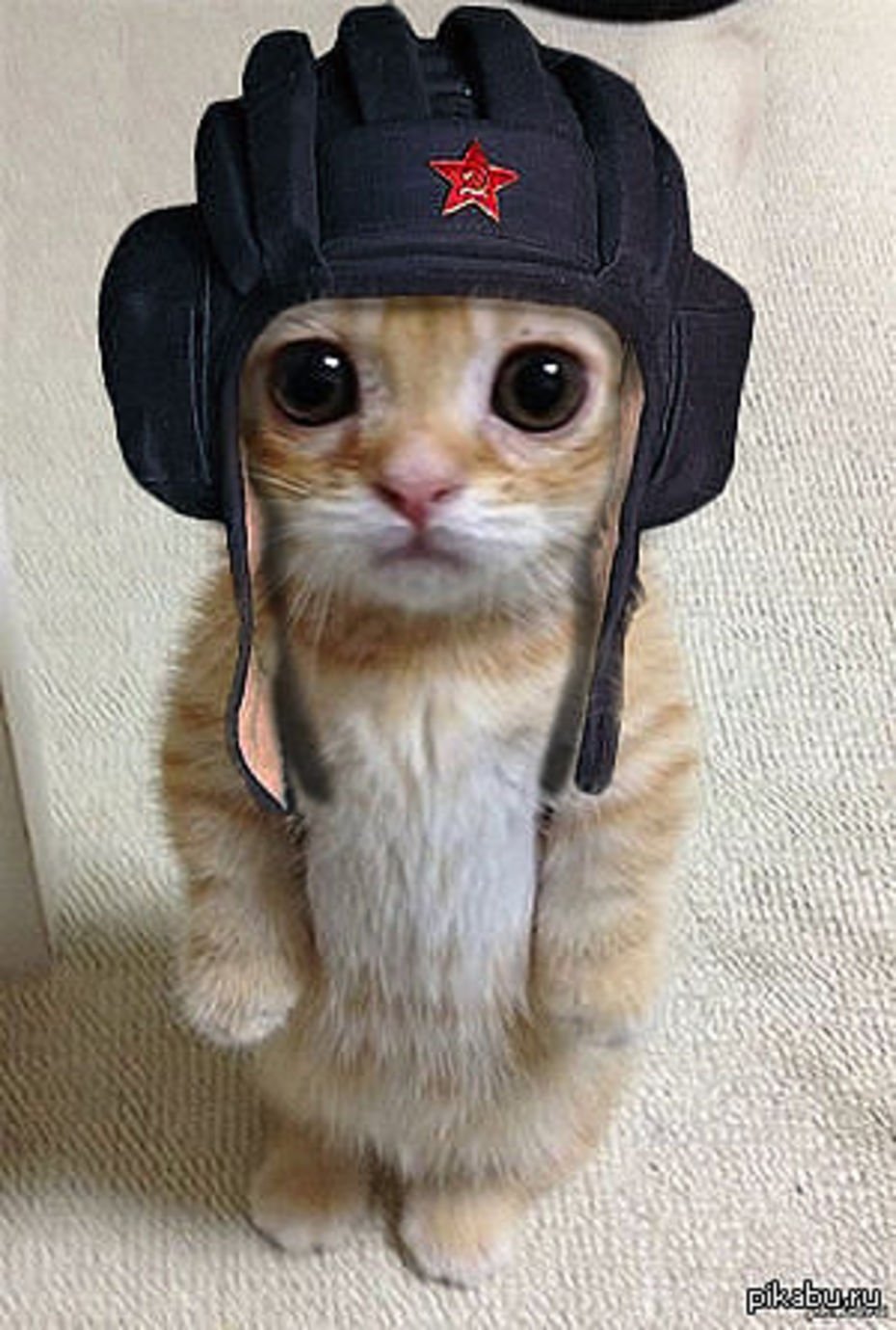 Кот в военной шапке