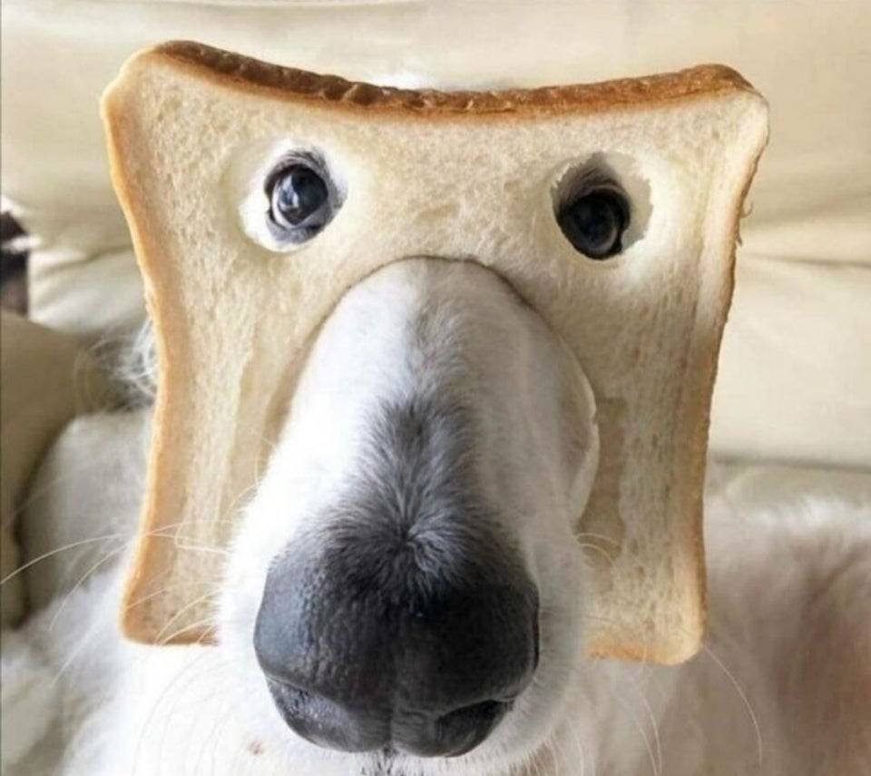 Смешные собаки в хлебе