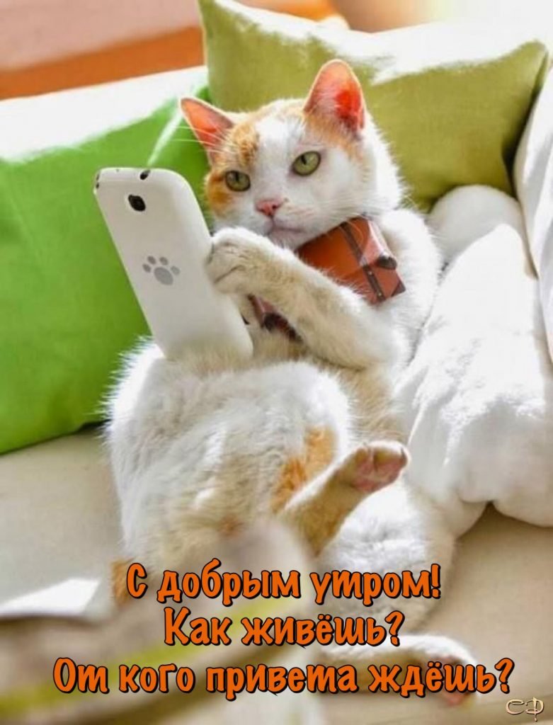 Котенок с телефоном