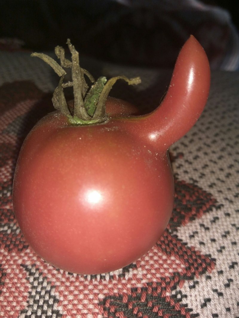 Смешной томат