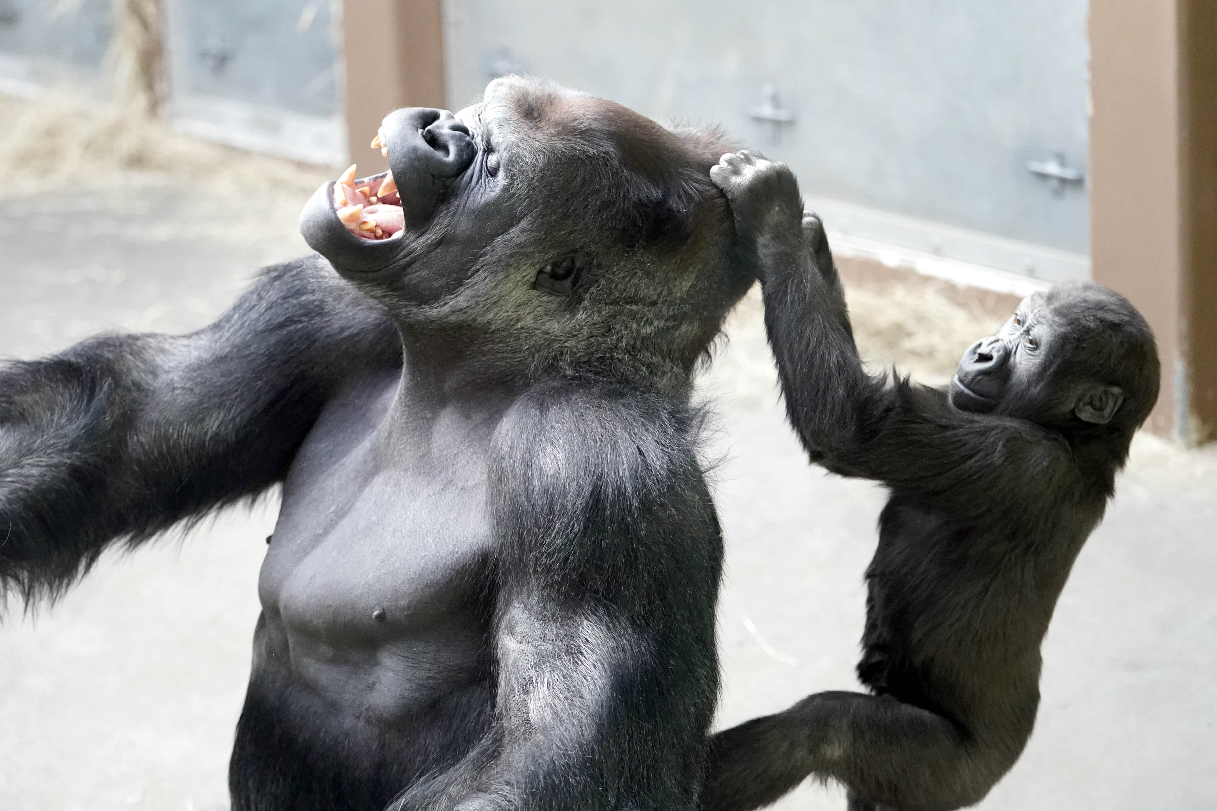 Фото обязаны. Смешные обезьяны. Прикольная горилла. Горилла смешная. Смешные картинки с гориллами.