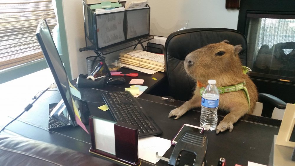 Животные в офисе