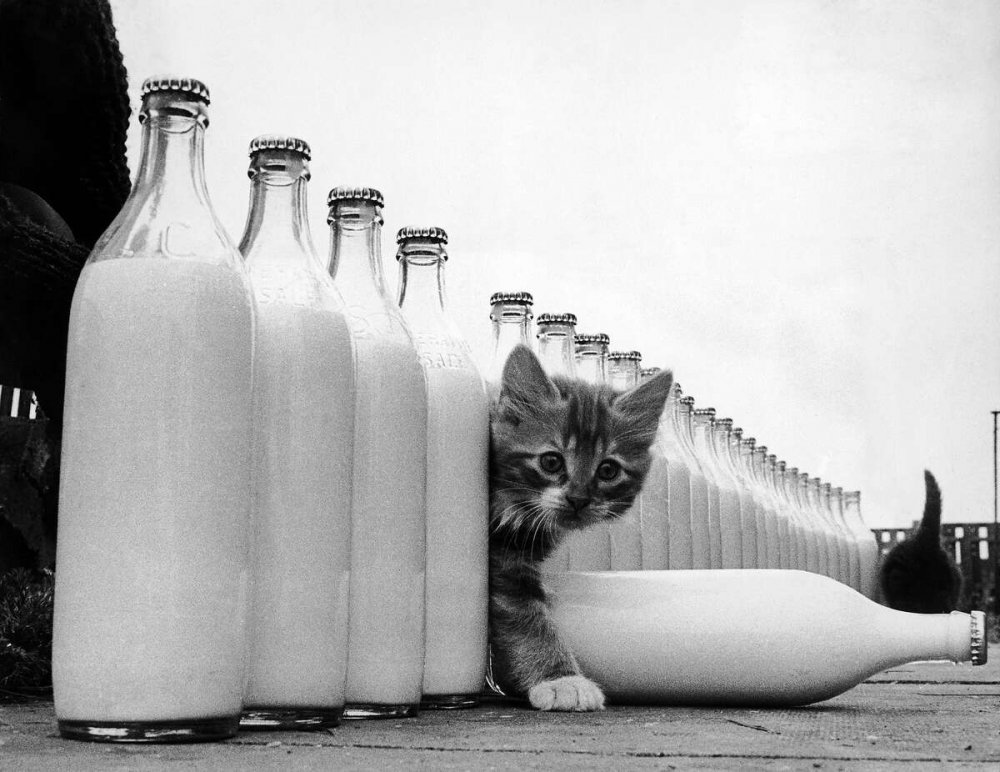 Котенок с бутылкой молока