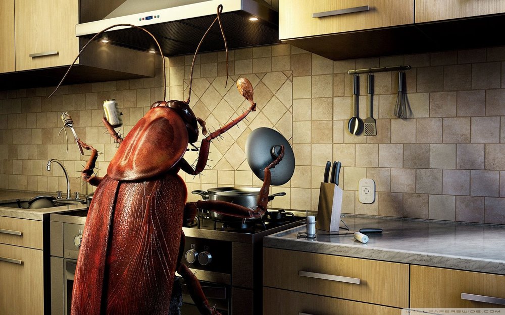 Кухонные тараканы