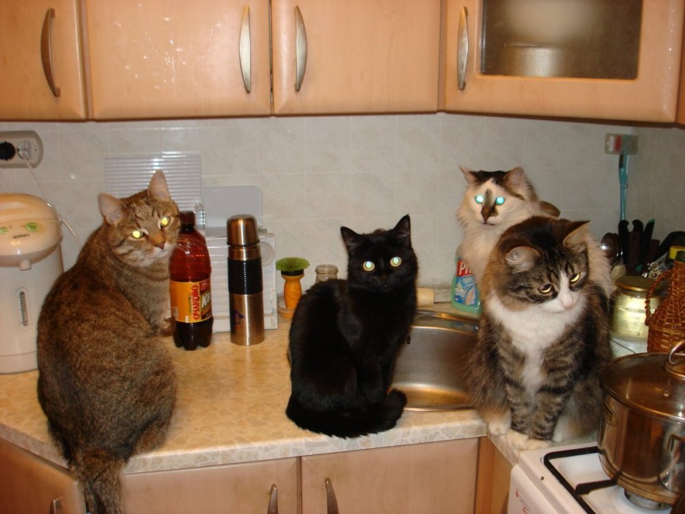Смешные котики на кухне