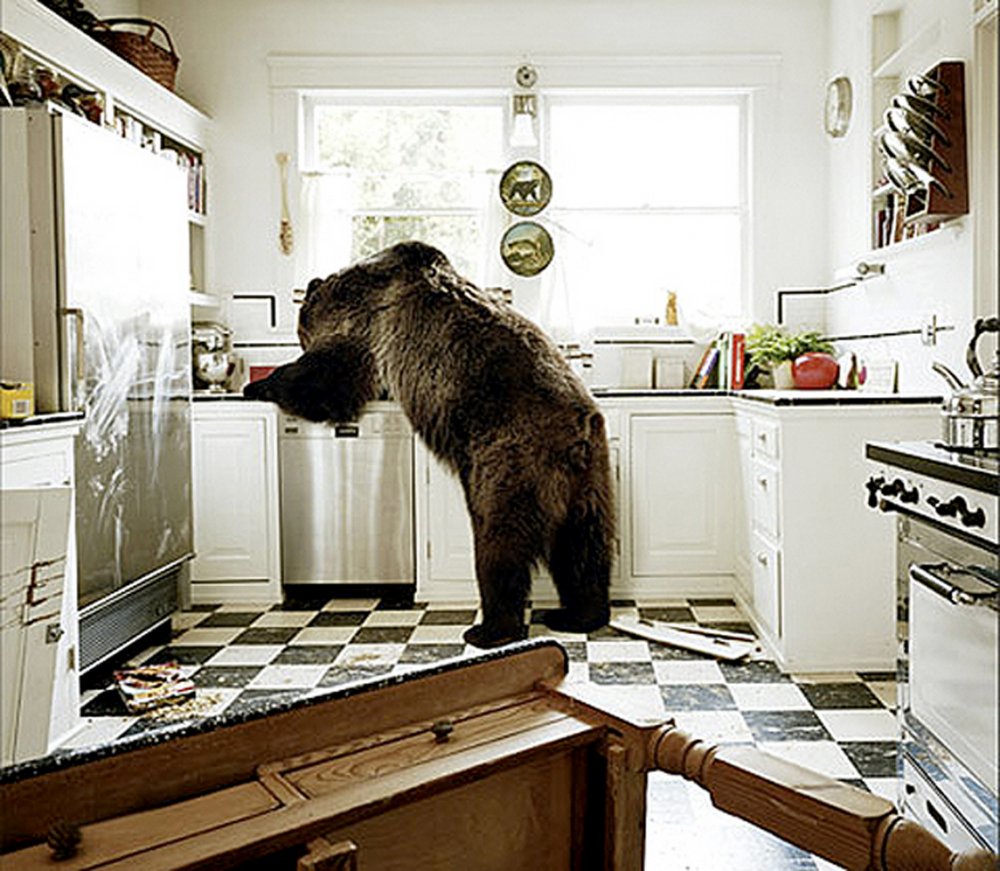 Животные на кухне