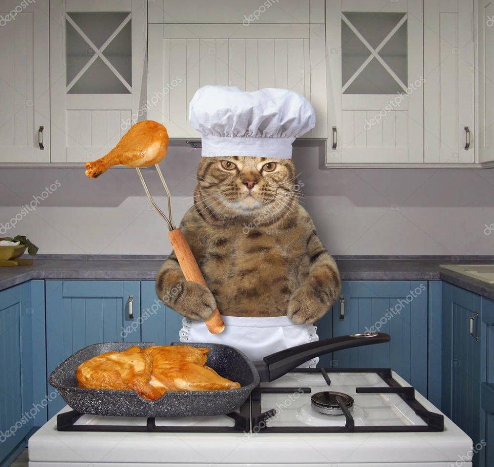Кошка готовит