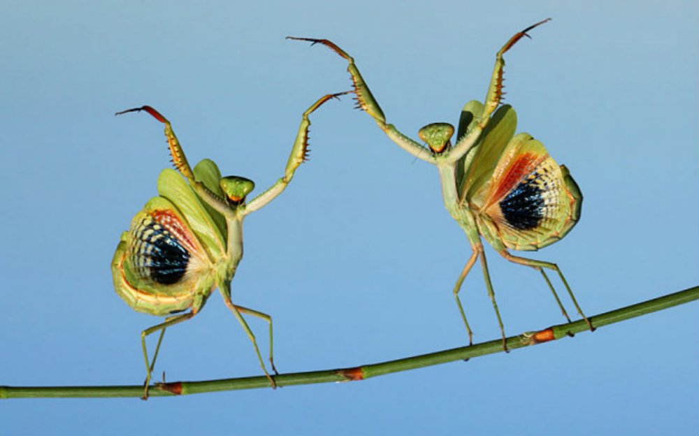 Брачные танцы насекомых