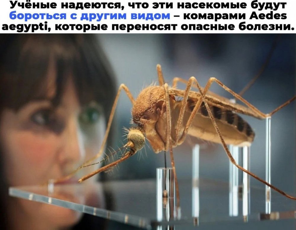 Челябинский комар демотиватор