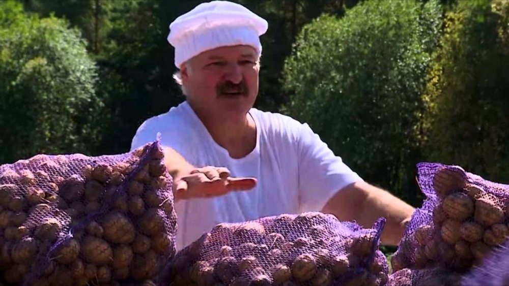 Александр Григорьевич Лукашенко копает картошку