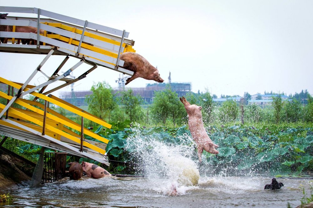 Украинский аквапарк свиньи
